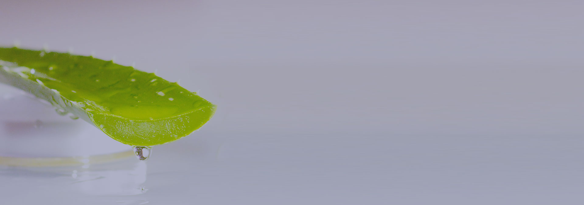 Grünes Aloe Vera Blatt mit Tautropfen auf weißem Hintergrund